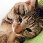 d01c485b230e13c1d9db7725ff6b88e3_s