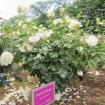 チャイコフスキー