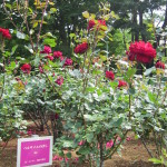 ベルサイユのばら