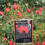 浦和レッドダイヤモンズ