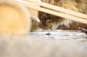 96110575f9f1a6fb5f9a1c84b2a02bae_s