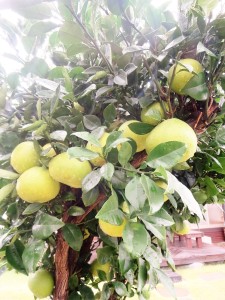 %e3%83%87%e3%82%b3%e3%83%9d%e3%83%b3-1