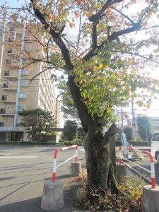 %e5%a4%a7%e6%ad%a36%e5%b9%b44%e6%9c%88%e3%80%80%e9%81%93%e8%b7%af%e6%96%b0%e8%a8%ad%e8%a8%98%e5%bf%b5%e7%a2%91