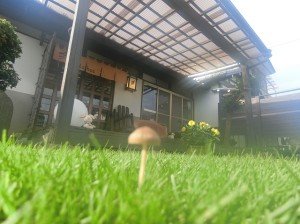 キノコのこのこ (1)