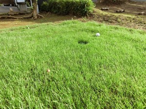 キノコのこのこ (2)