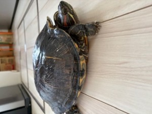 テンとオスカル (2)