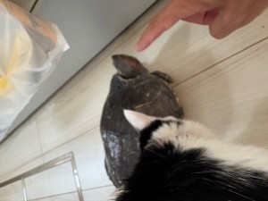 テンとオスカル (3)